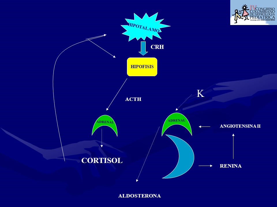 K CORTISOL CRH ACTH RENINA ALDOSTERONA HIPOTALAMO HIPOFISIS