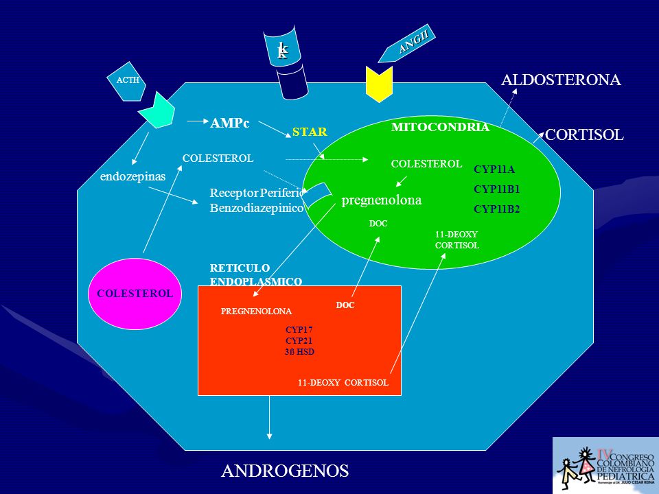 ANDROGENOS k k ALDOSTERONA CORTISOL AMPc pregnenolona MITOCONDRIA STAR