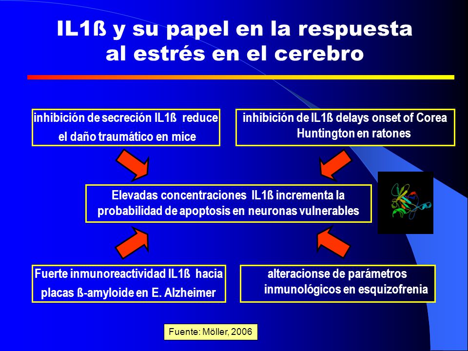 IL1ß y su papel en la respuesta al estrés en el cerebro