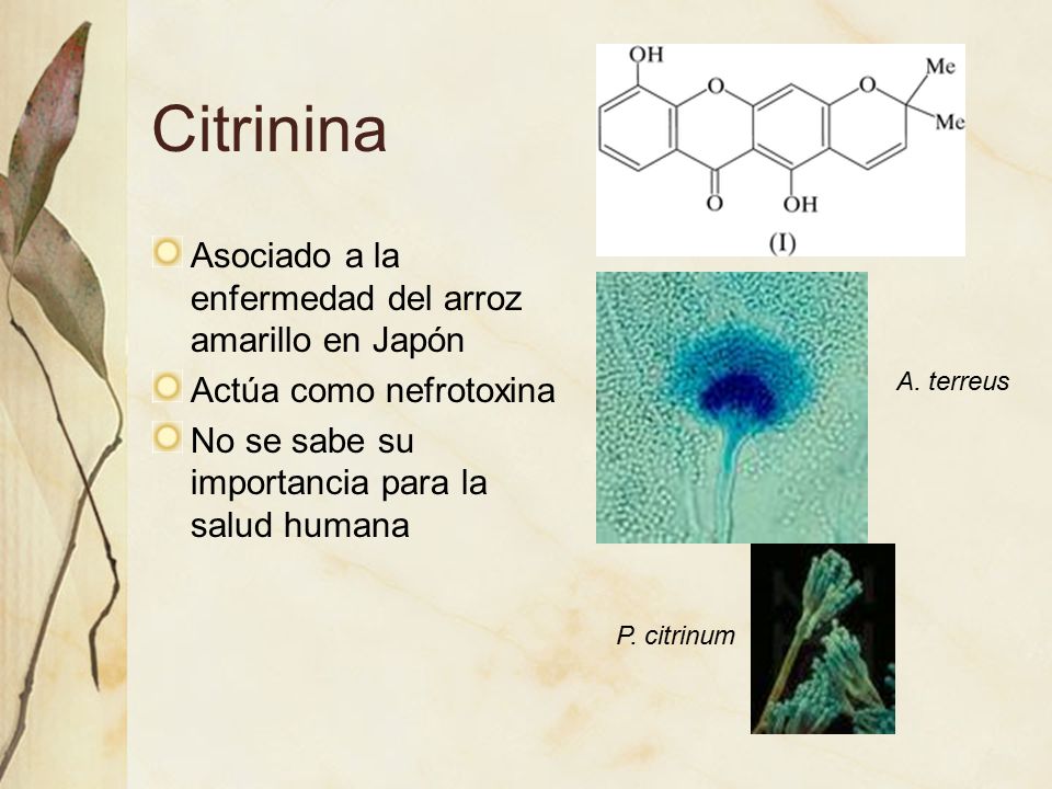 Citrinina Asociado a la enfermedad del arroz amarillo en Japón