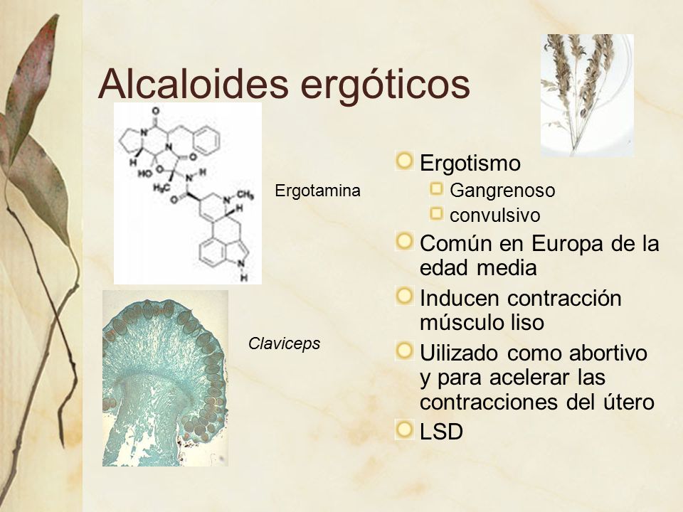 Alcaloides ergóticos Ergotismo Común en Europa de la edad media