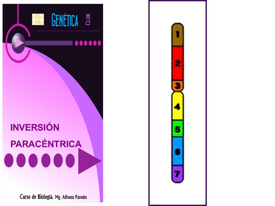 INVERSIÓN PARACÉNTRICA