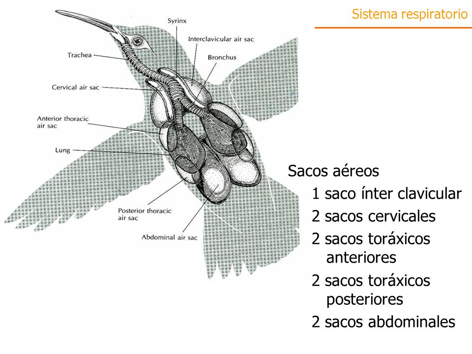 2 sacos toráxicos anteriores 2 sacos toráxicos posteriores