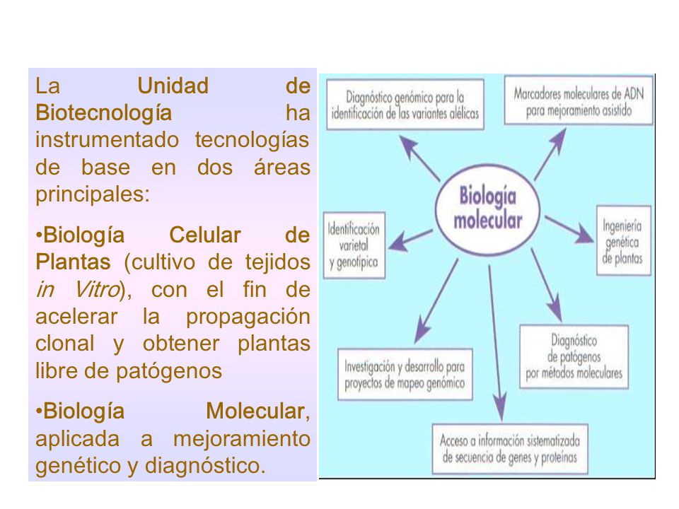La Unidad de Biotecnología ha instrumentado tecnologías de base en dos áreas principales:
