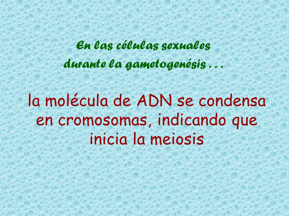 En las células sexuales durante la gametogenésis . . .