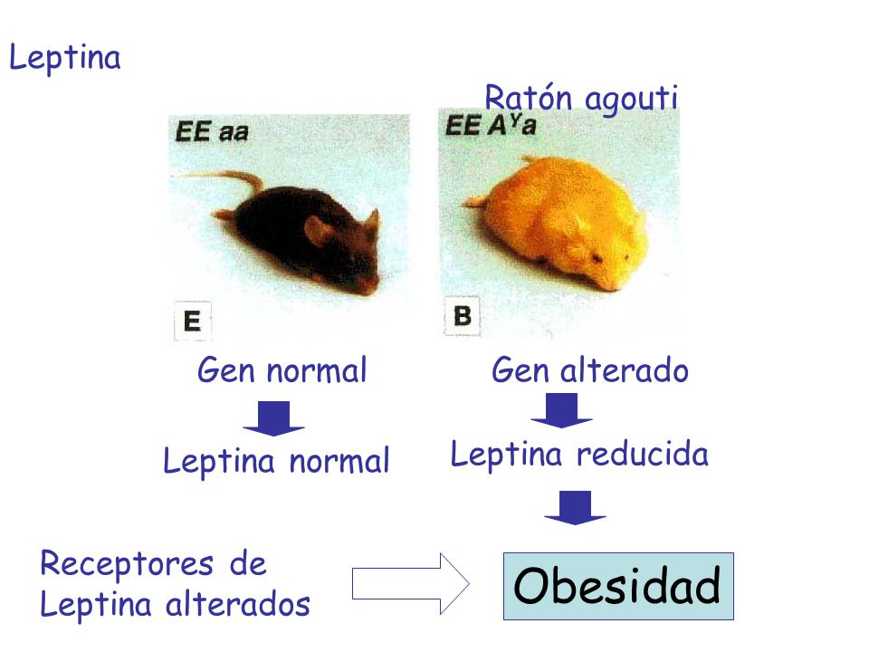Obesidad Leptina Ratón agouti Gen normal Gen alterado Leptina normal