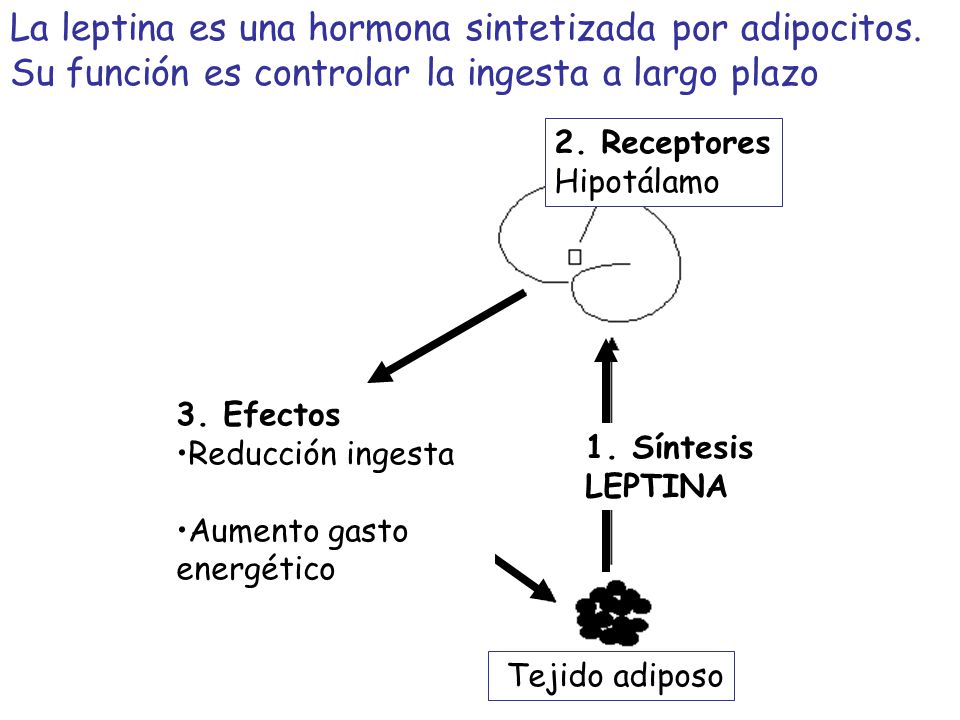 La leptina es una hormona sintetizada por adipocitos