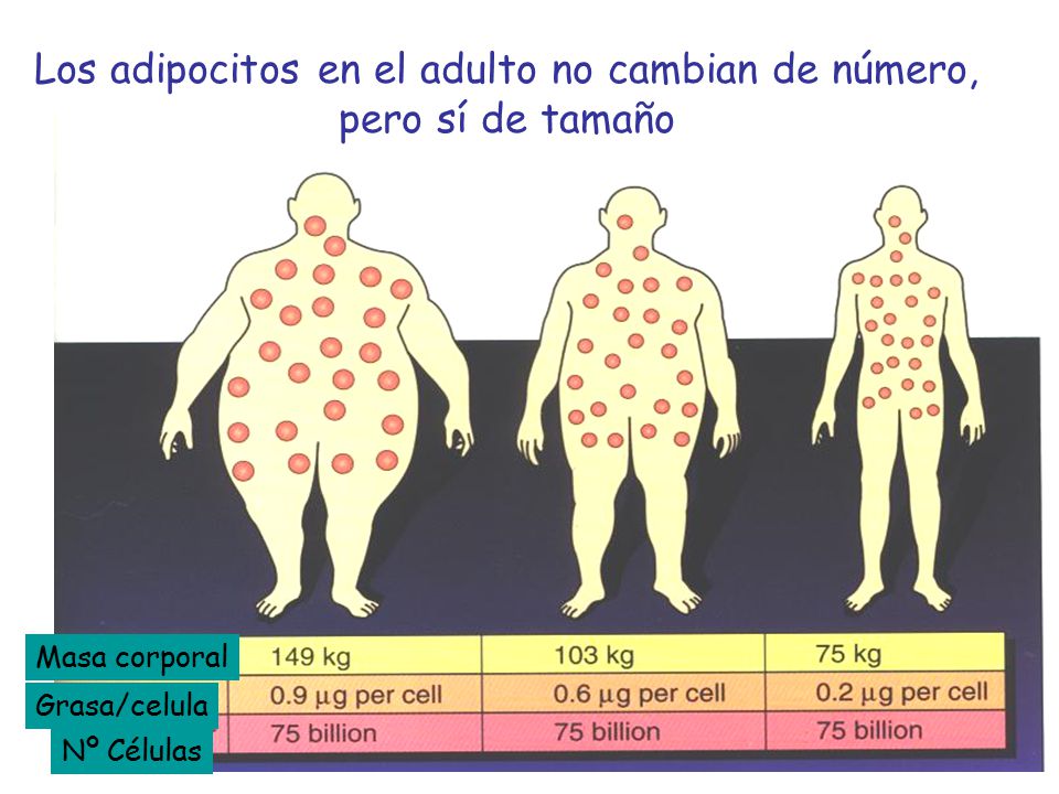Los adipocitos en el adulto no cambian de número, pero sí de tamaño