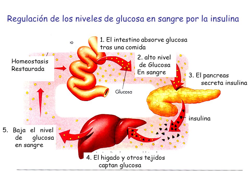 Regulación de los niveles de glucosa en sangre por la insulina
