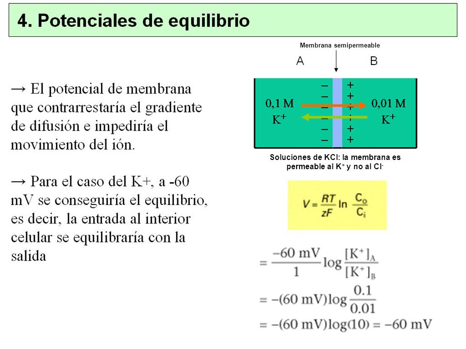 Soluciones de KCl: la membrana es permeable al K+ y no al Cl-