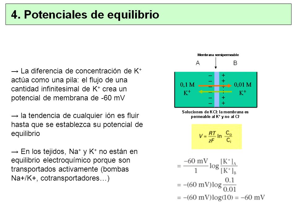 → La diferencia de concentración de K+ actúa como una pila: el flujo de una cantidad infinitesimal de K+ crea un potencial de membrana de -60 mV