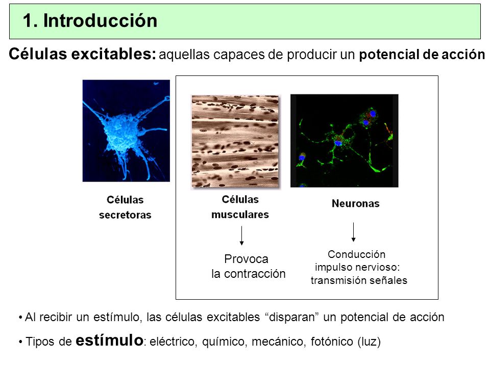 1. Introducción Células excitables: aquellas capaces de producir un potencial de acción. Conducción.