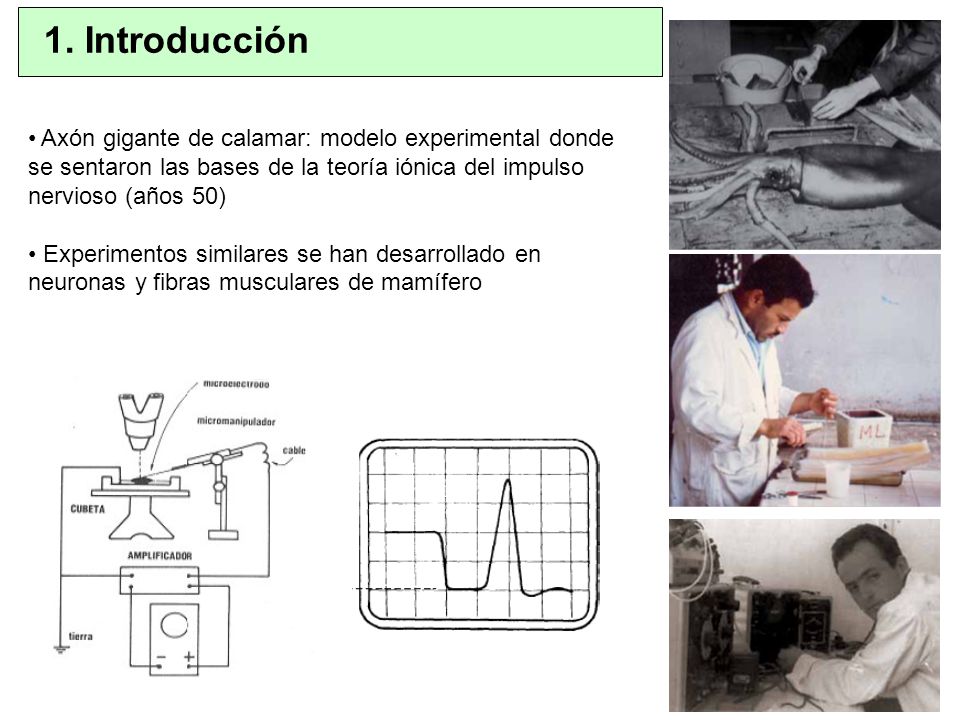 1. Introducción Axón gigante de calamar: modelo experimental donde se sentaron las bases de la teoría iónica del impulso nervioso (años 50)