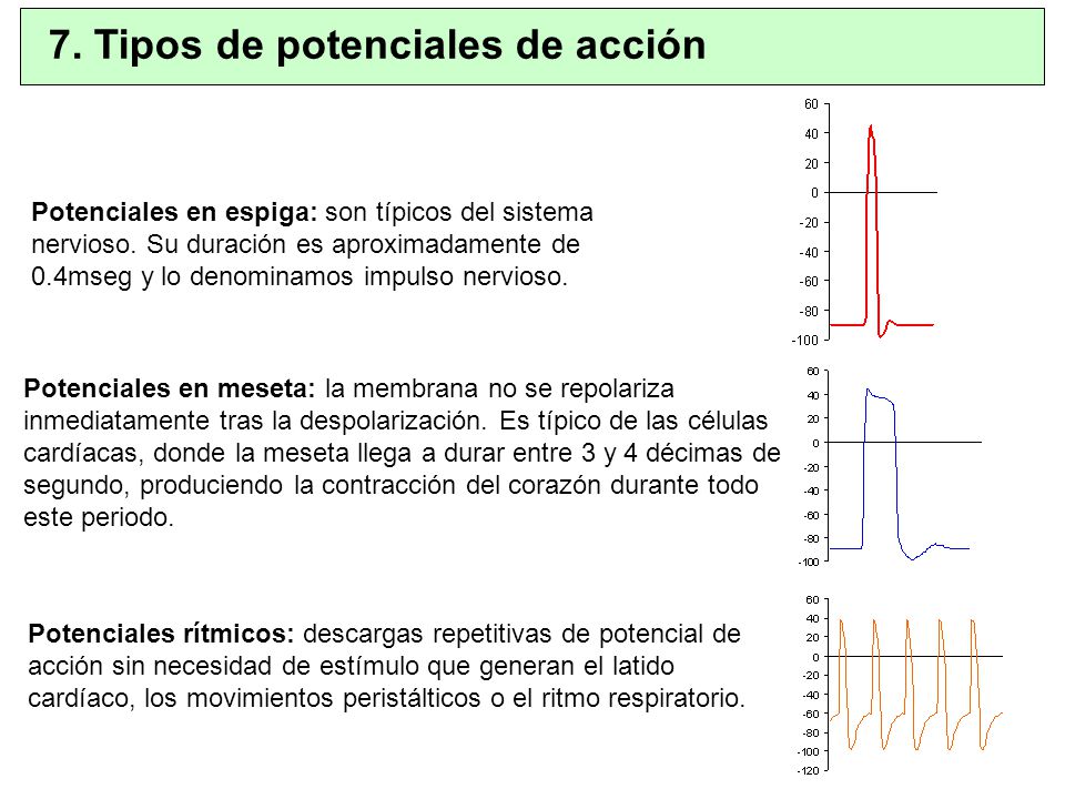 7. Tipos de potenciales de acción