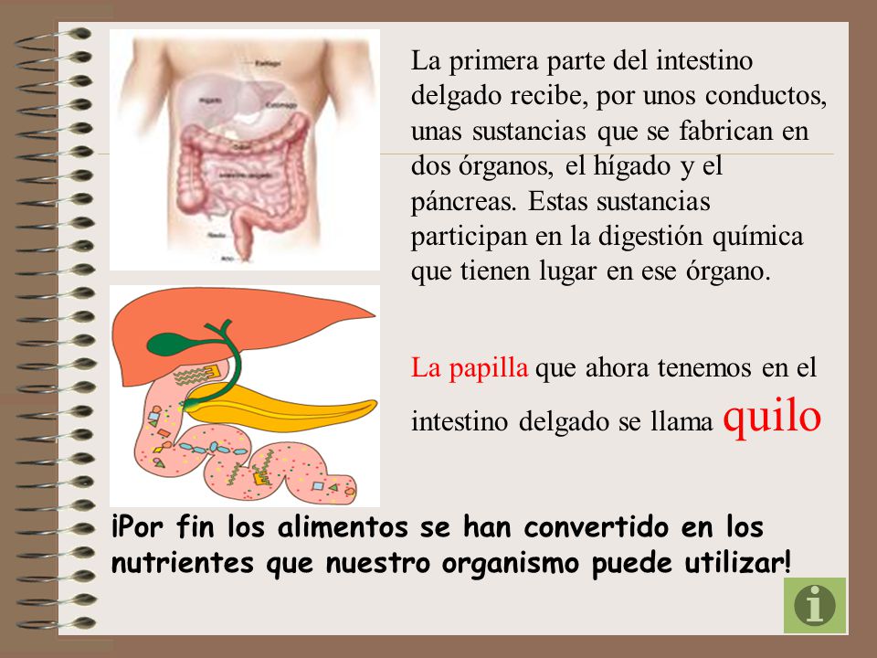 La primera parte del intestino delgado recibe, por unos conductos, unas sustancias que se fabrican en dos órganos, el hígado y el páncreas. Estas sustancias participan en la digestión química que tienen lugar en ese órgano.