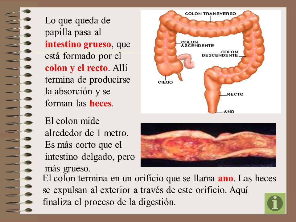Lo que queda de papilla pasa al intestino grueso, que está formado por el colon y el recto. Allí termina de producirse la absorción y se forman las heces.