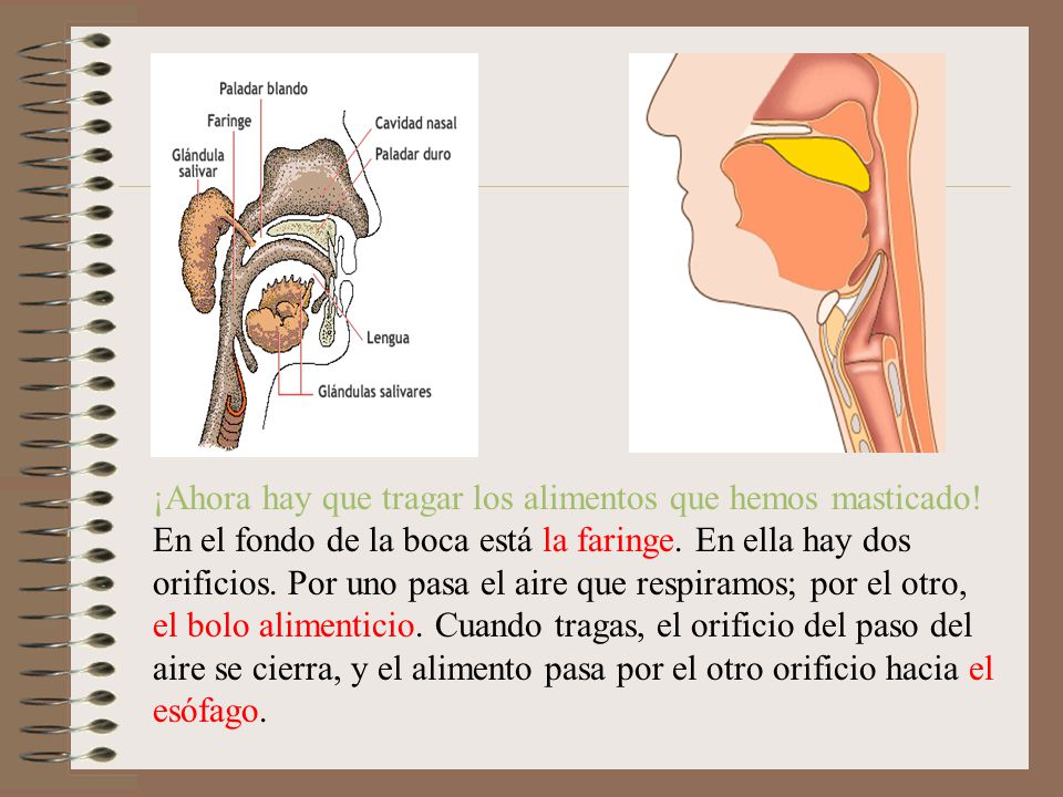 ¡Ahora hay que tragar los alimentos que hemos masticado