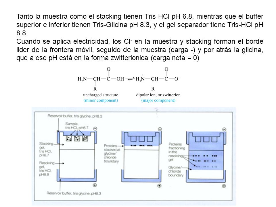 Tanto la muestra como el stacking tienen Tris-HCl pH 6