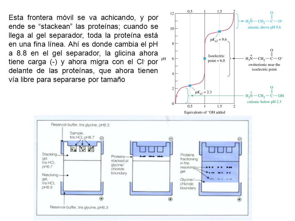 Esta frontera móvil se va achicando, y por ende se stackean las proteínas; cuando se llega al gel separador, toda la proteína está en una fina línea.