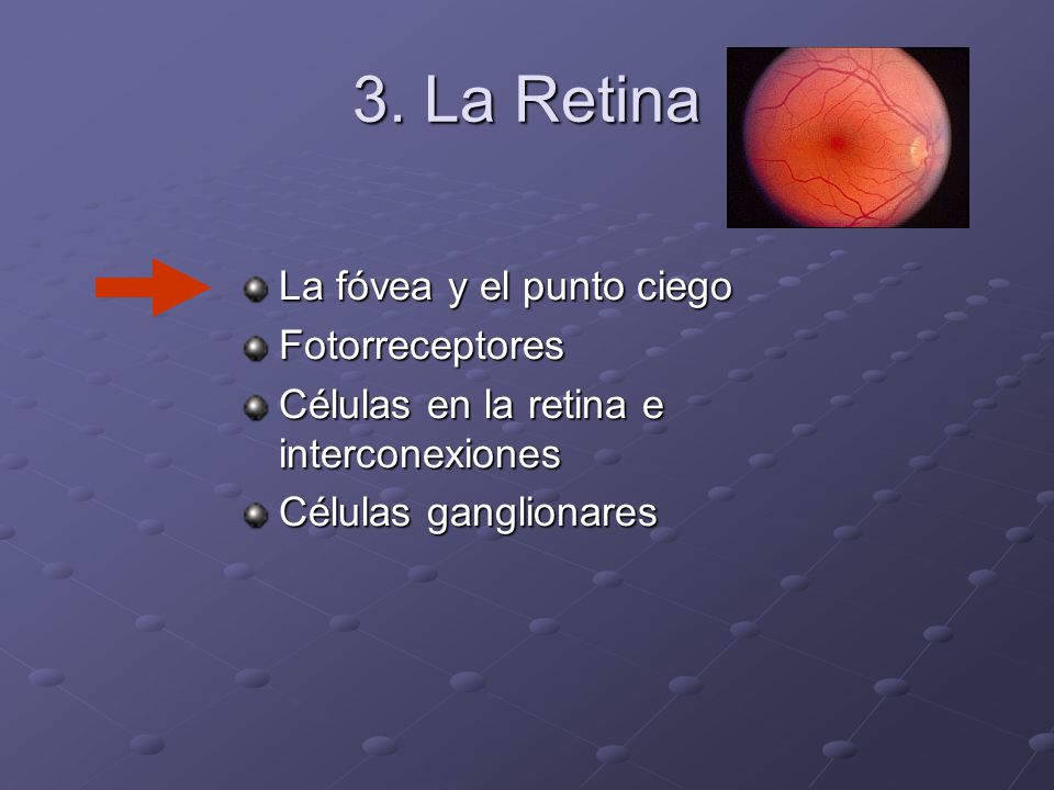 3. La Retina La fóvea y el punto ciego Fotorreceptores