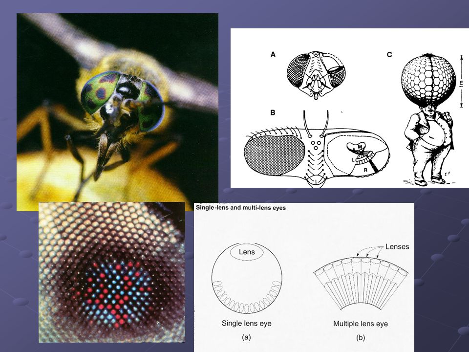 The compound eye provides insects with an optical mechanism that suits their own needs.