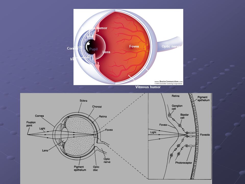 Fovea Optic nerve Retina Vitreous humor Iris Cornea Aqueous humor Lens Pupil