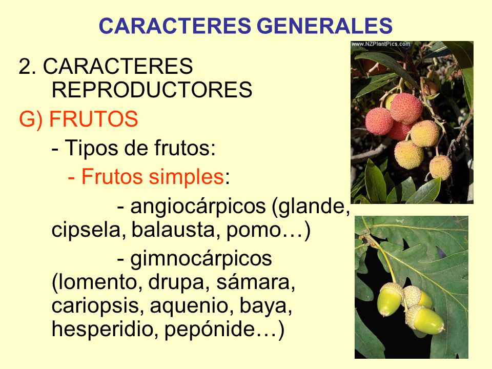 CARACTERES GENERALES 2. CARACTERES REPRODUCTORES. G) FRUTOS. - Tipos de frutos: - Frutos simples: