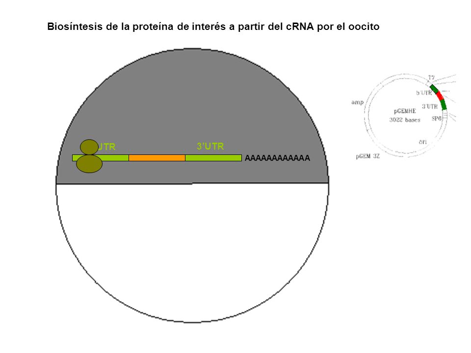 Biosíntesis de la proteína de interés a partir del cRNA por el oocito