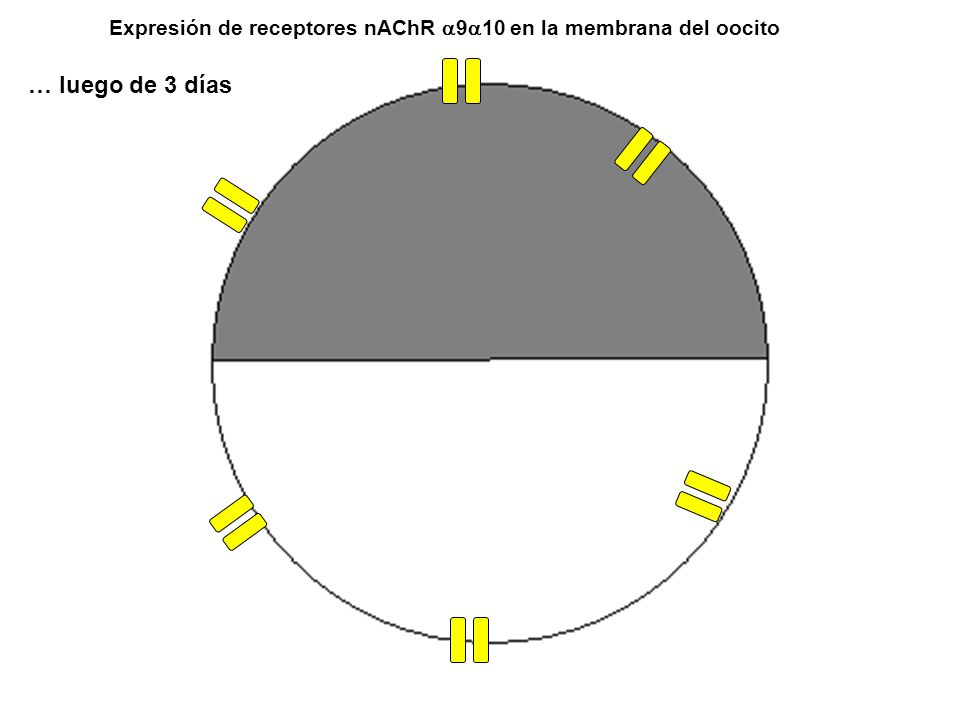 Expresión de receptores nAChR a9a10 en la membrana del oocito