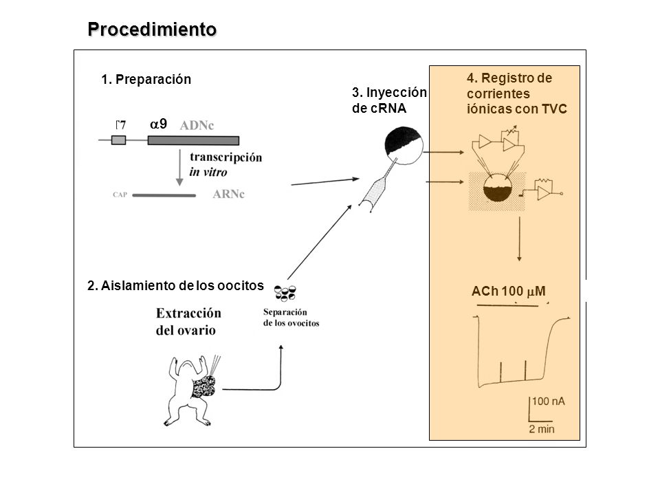 Procedimiento a9 1. Preparación