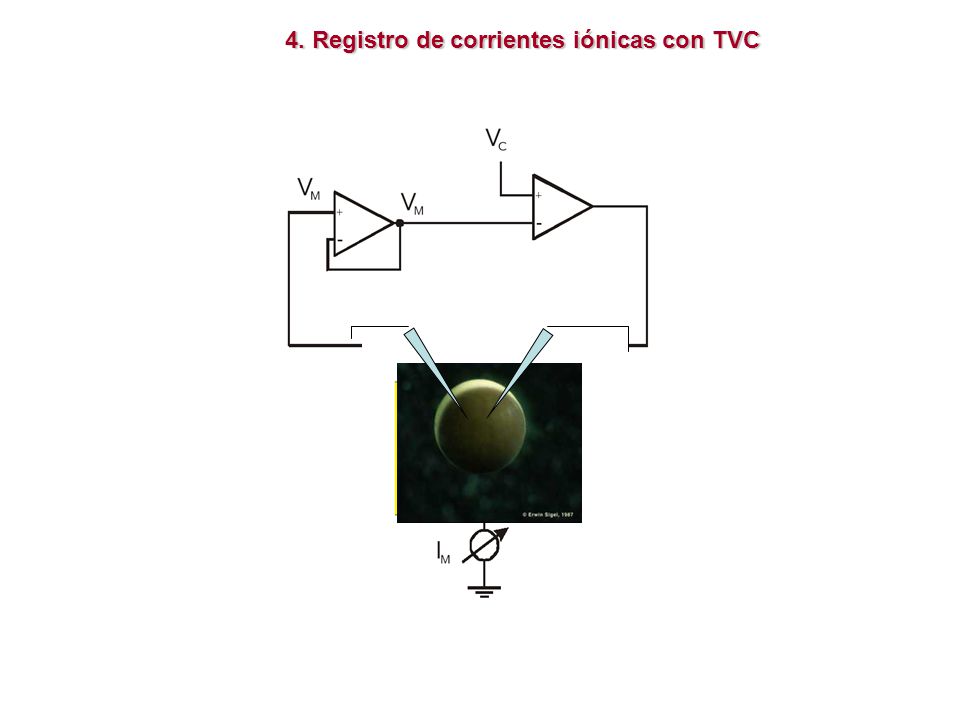 4. Registro de corrientes iónicas con TVC