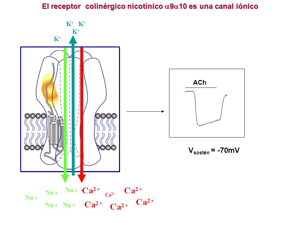 El receptor colinérgico nicotínico a9a10 es una canal iónico