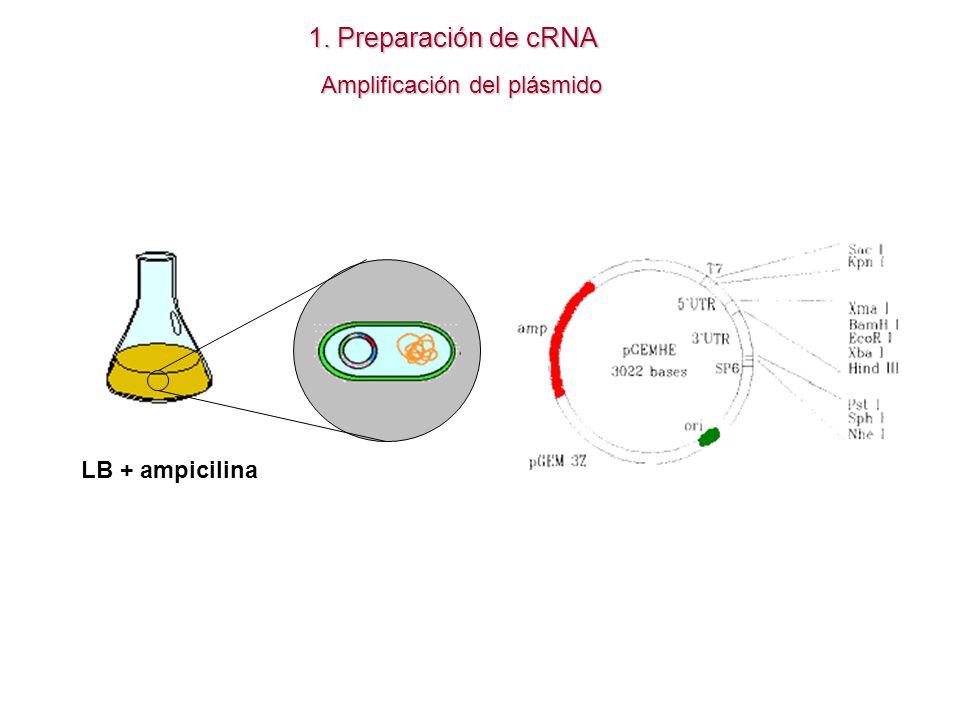 1. Preparación de cRNA Amplificación del plásmido LB + ampicilina