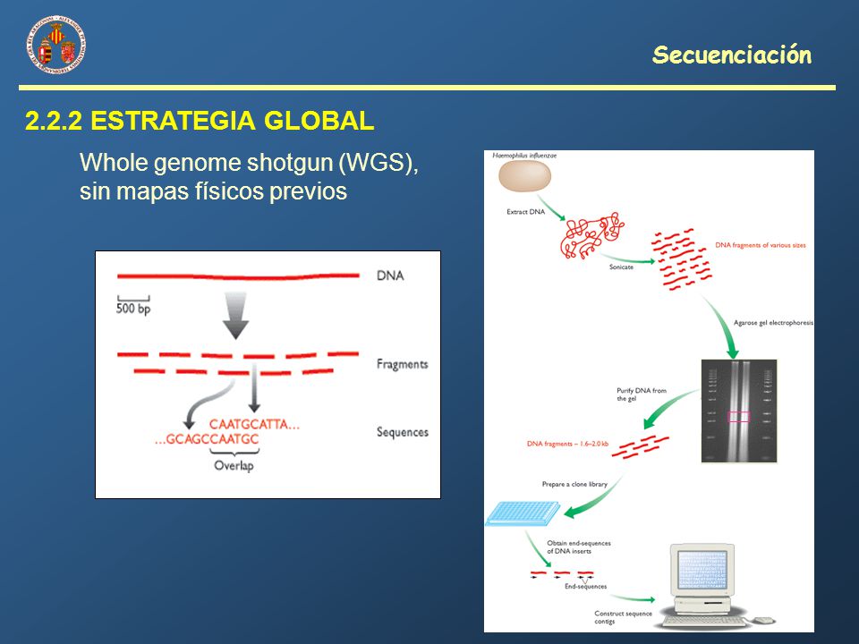 2.2.2 ESTRATEGIA GLOBAL Secuenciación