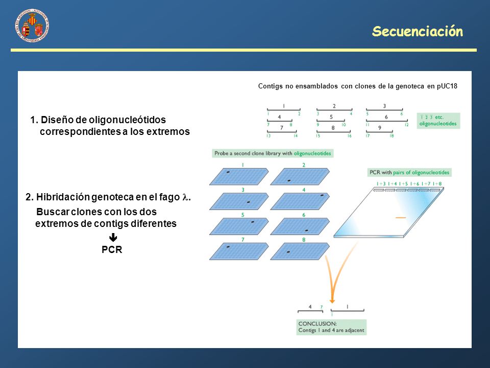 Secuenciación Contigs no ensamblados con clones de la genoteca en pUC Diseño de oligonucleótidos correspondientes a los extremos.