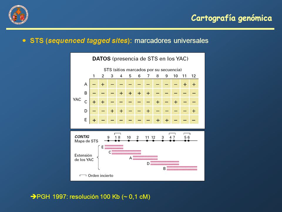 Cartografía genómica  STS (sequenced tagged sites): marcadores universales.