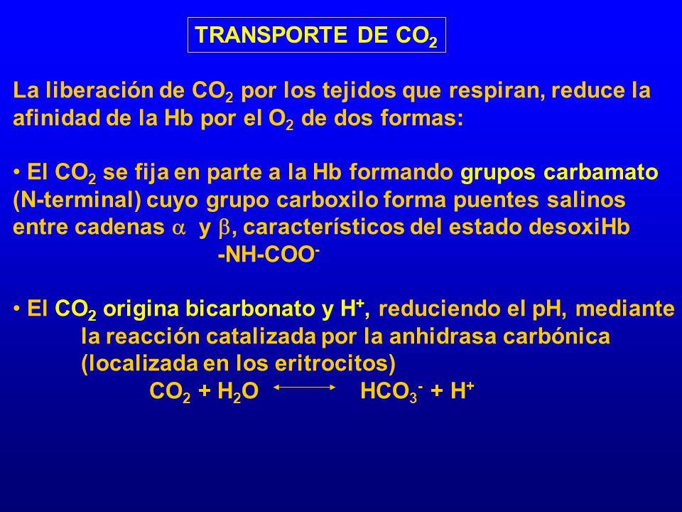 TRANSPORTE DE CO2 La liberación de CO2 por los tejidos que respiran, reduce la afinidad de la Hb por el O2 de dos formas:
