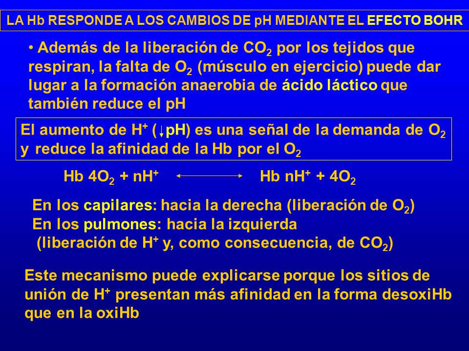 LA Hb RESPONDE A LOS CAMBIOS DE pH MEDIANTE EL EFECTO BOHR