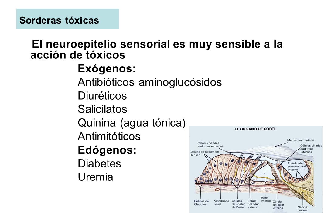 El neuroepitelio sensorial es muy sensible a la acción de tóxicos