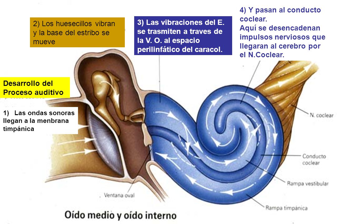 impulsos nerviosos que llegaran al cerebro por el N.Coclear.
