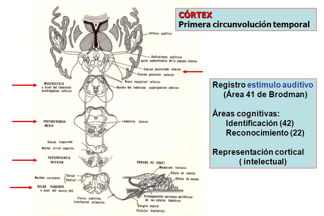 CÓRTEX Primera circunvolución temporal. Registro estímulo auditivo. (Área 41 de Brodman) Áreas cognitivas: