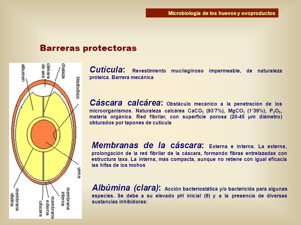 Microbiología de los huevos y ovoproductos