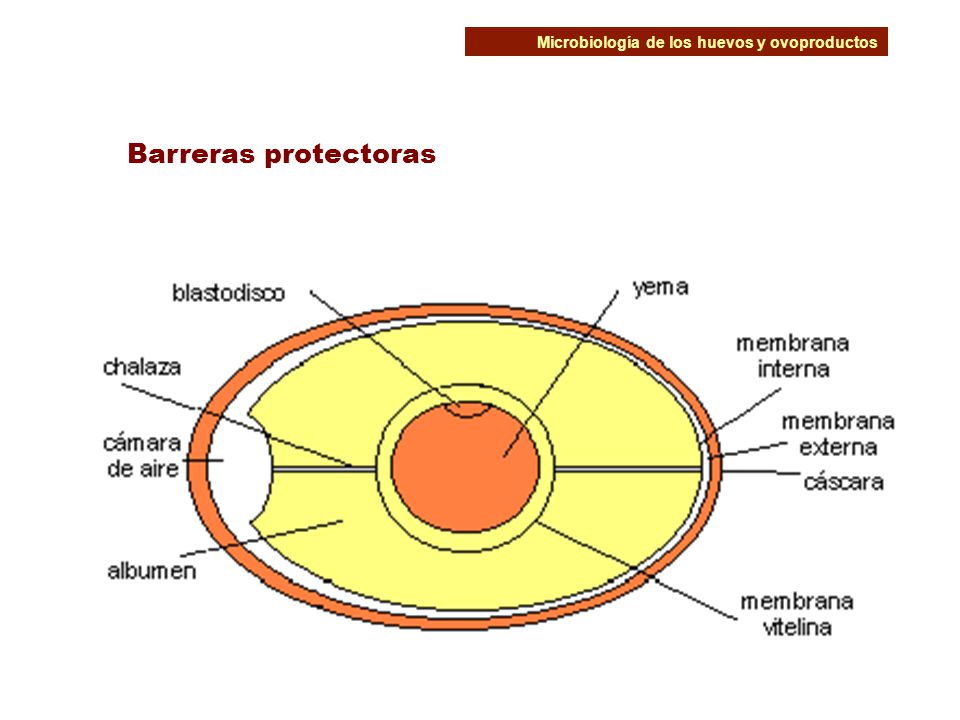Microbiología de los huevos y ovoproductos