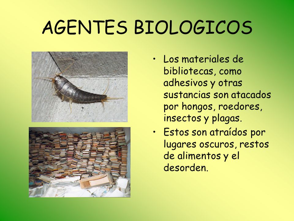 AGENTES BIOLOGICOS Los materiales de bibliotecas, como adhesivos y otras sustancias son atacados por hongos, roedores, insectos y plagas.