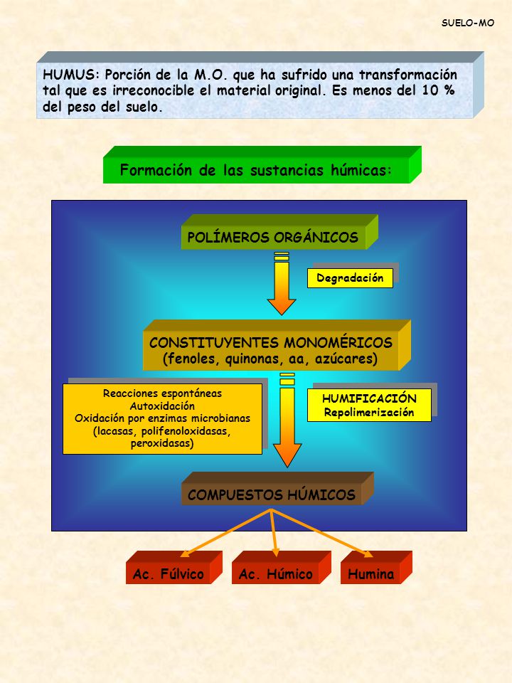 Formación de las sustancias húmicas: