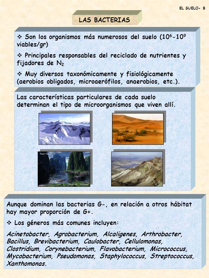 Son los organismos más numerosos del suelo ( viables/gr)