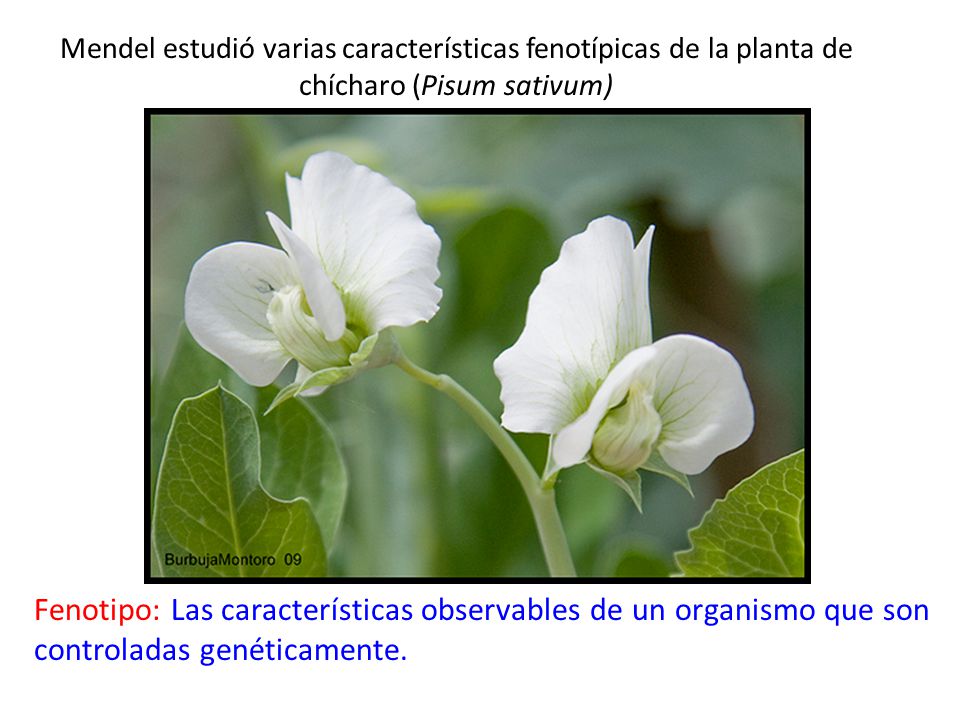 Mendel estudió varias características fenotípicas de la planta de chícharo (Pisum sativum)