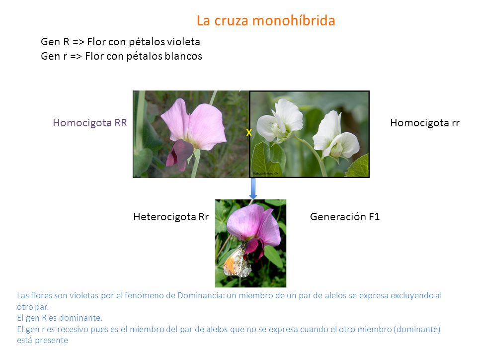 La cruza monohíbrida Gen R => Flor con pétalos violeta