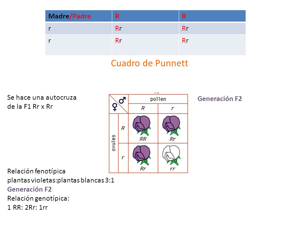 Cuadro de Punnett Madre/Padre R r Rr Se hace una autocruza