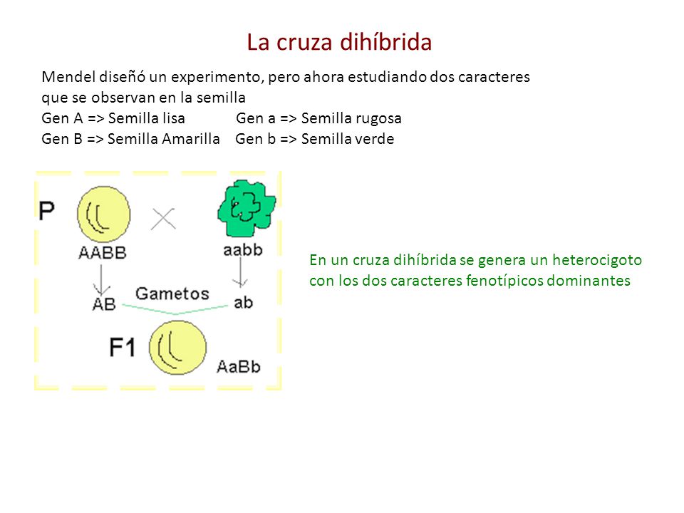 La cruza dihíbrida Mendel diseñó un experimento, pero ahora estudiando dos caracteres. que se observan en la semilla.